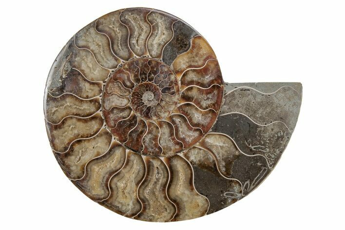 Cut & Polished Ammonite Fossil (Half) - Madagascar #212912